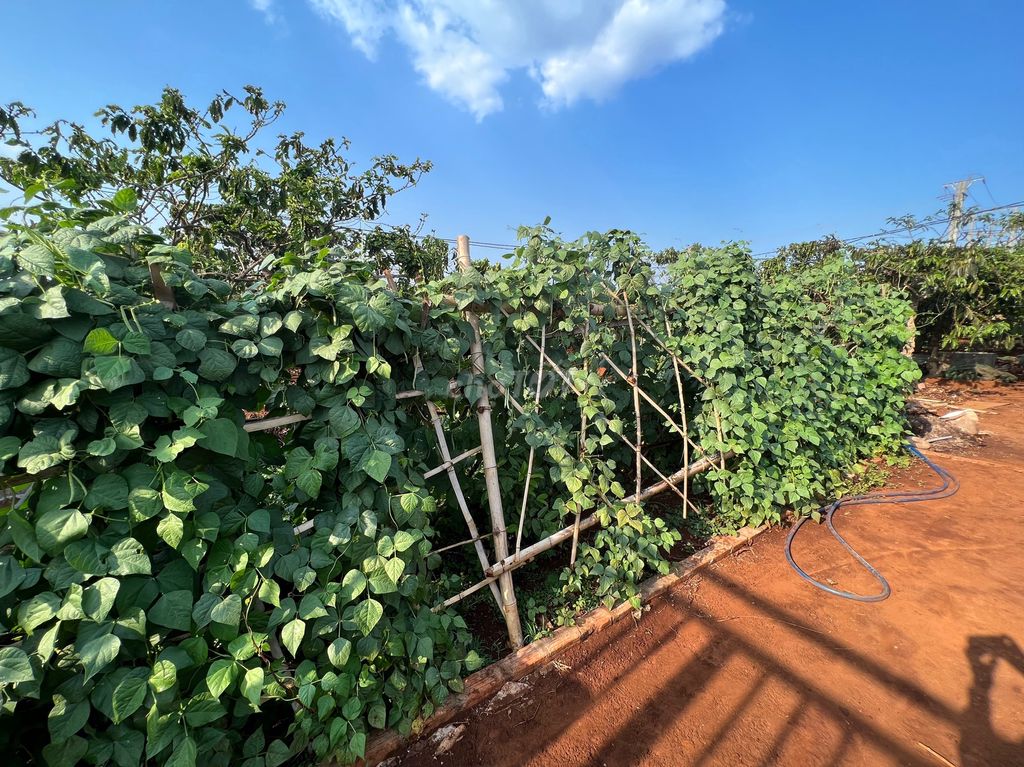 Chính chủ cần bán gấp đất rẫy Xã Ia Đêr, Huyện Ia Grai, Gia Lai 13672954