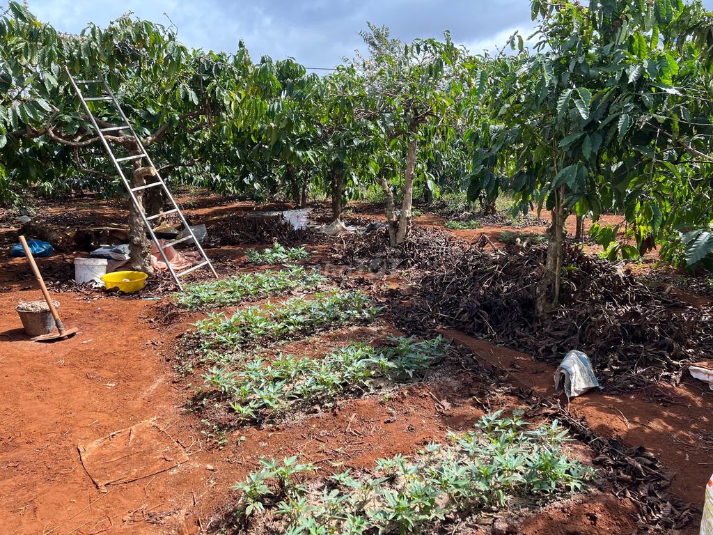 Chính chủ cần bán gấp đất rẫy Xã Ia Đêr, Huyện Ia Grai, Gia Lai 13672954