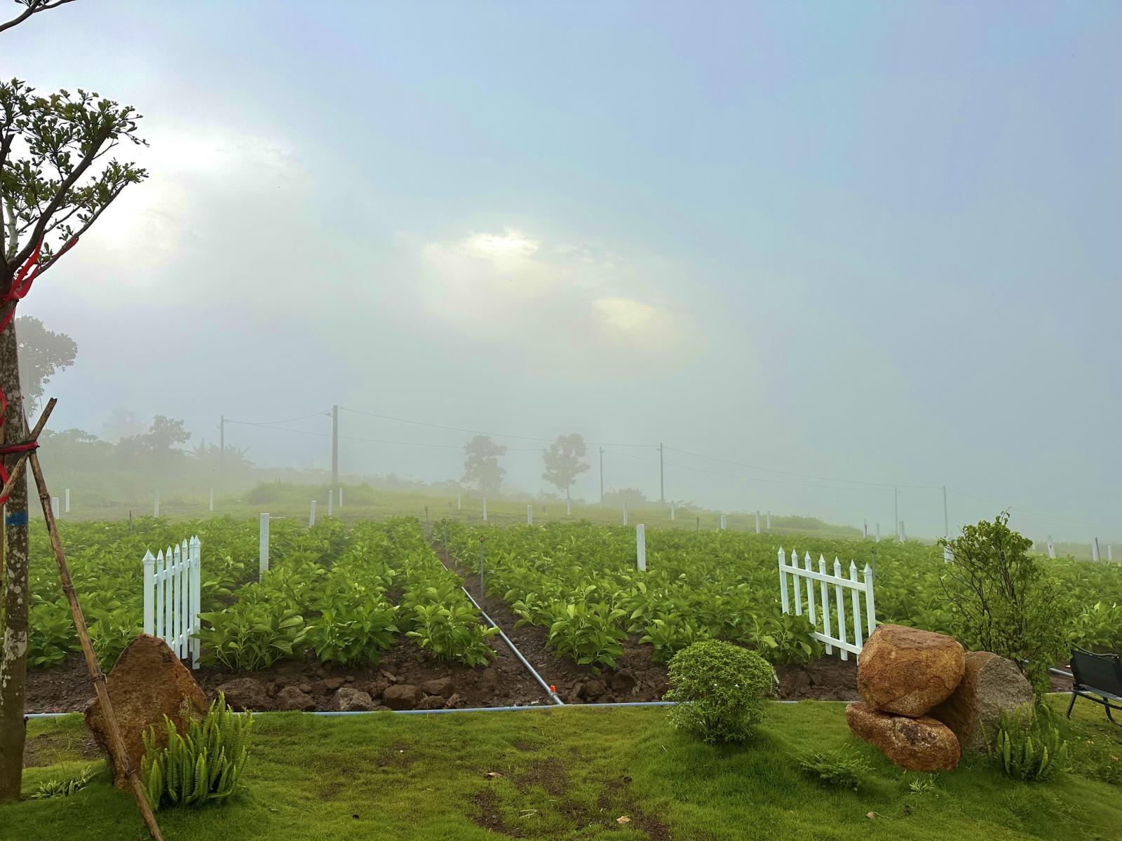 Đất thổ nghĩ dưỡng, sổ hồng sẵn - Mặt tiền đường nhựa - Full thổ cư - Gía chỉ 449Tr 13707824