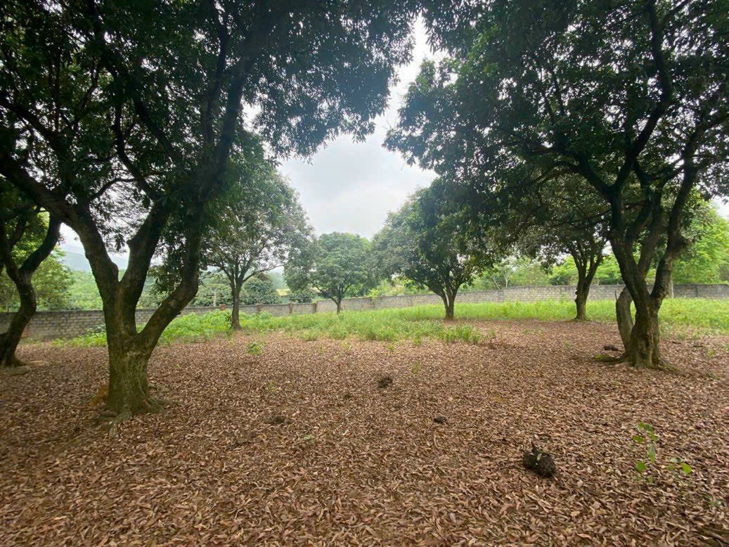 HIẾM CÓ KHÓ TÌM 5500M2 800 THỔ CƯ CẠNH SÂN GOLF SKY LAKE GIÁ RẺ 13849869