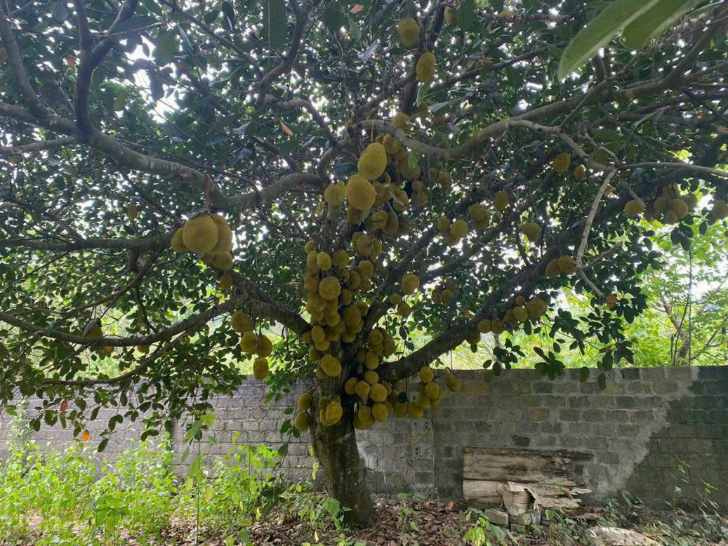 HIẾM CÓ KHÓ TÌM 5500M2 800 THỔ CƯ CẠNH SÂN GOLF SKY LAKE GIÁ RẺ 13849869