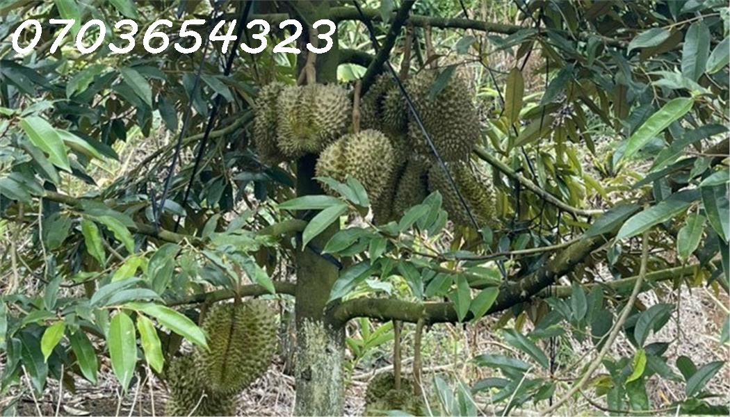 Cần tiền bán đất xã Tân Lạc, Bảo Lâm, Lâm Đồng, vườn cây trái xum xuê, view nhìn núi 13869289