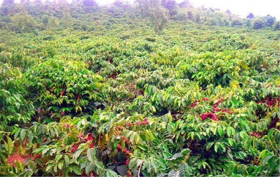 Bán vườn cà phê Lộc Bảo, Bảo Lâm, Lâm Đồng: 16.000 m2 chỉ hơn 4 tỷ. 13887475