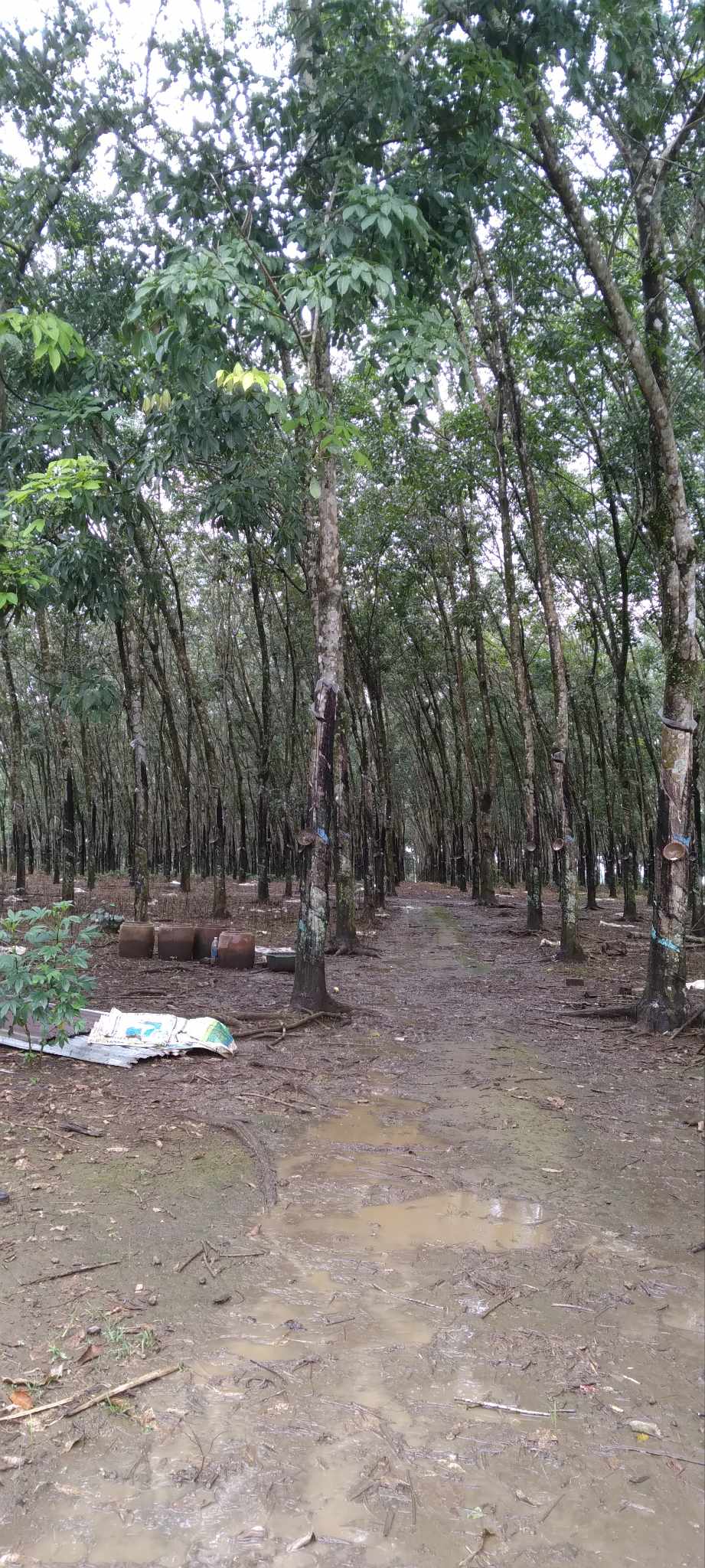 2,4 HA CAO SU, SẦU RIÊNG, CÓ NHÀ, CÓ AO, ĐIỆN NƯỚC ĐẦY ĐỦ, 7 TỈ 13904081