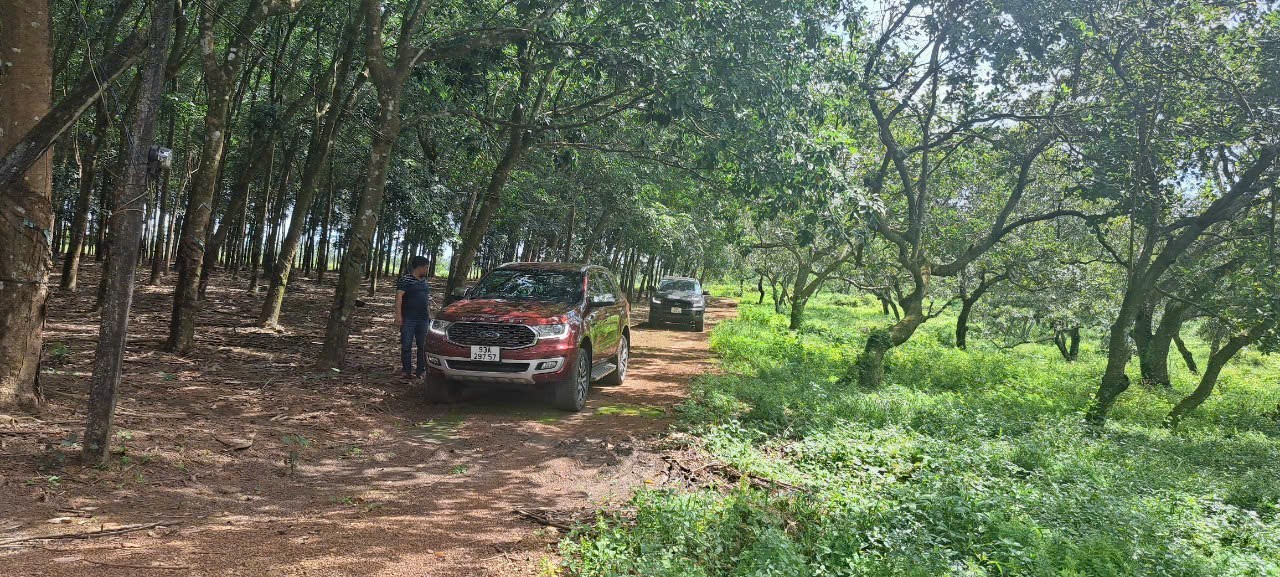 1,1 HA RẪY ĐIỀU, 70M MẶT TIỀN, PHÚ RIỀNG, BÌNH PHƯỚC, GIÁ 950TR 14011516