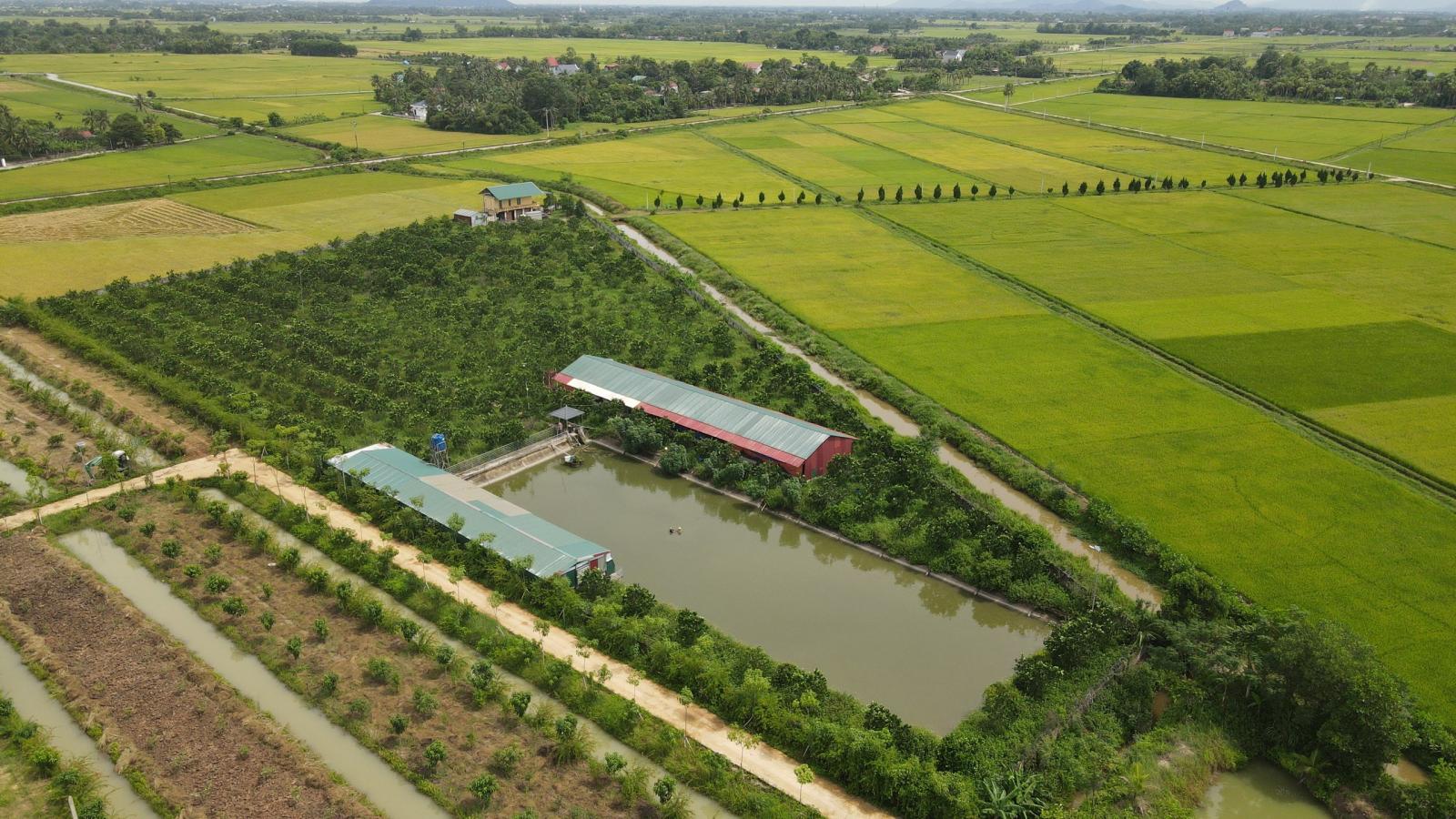Chính chủ cần bán gấp trang trại lợn tại Nông Cống, Thanh Hoá 14031327