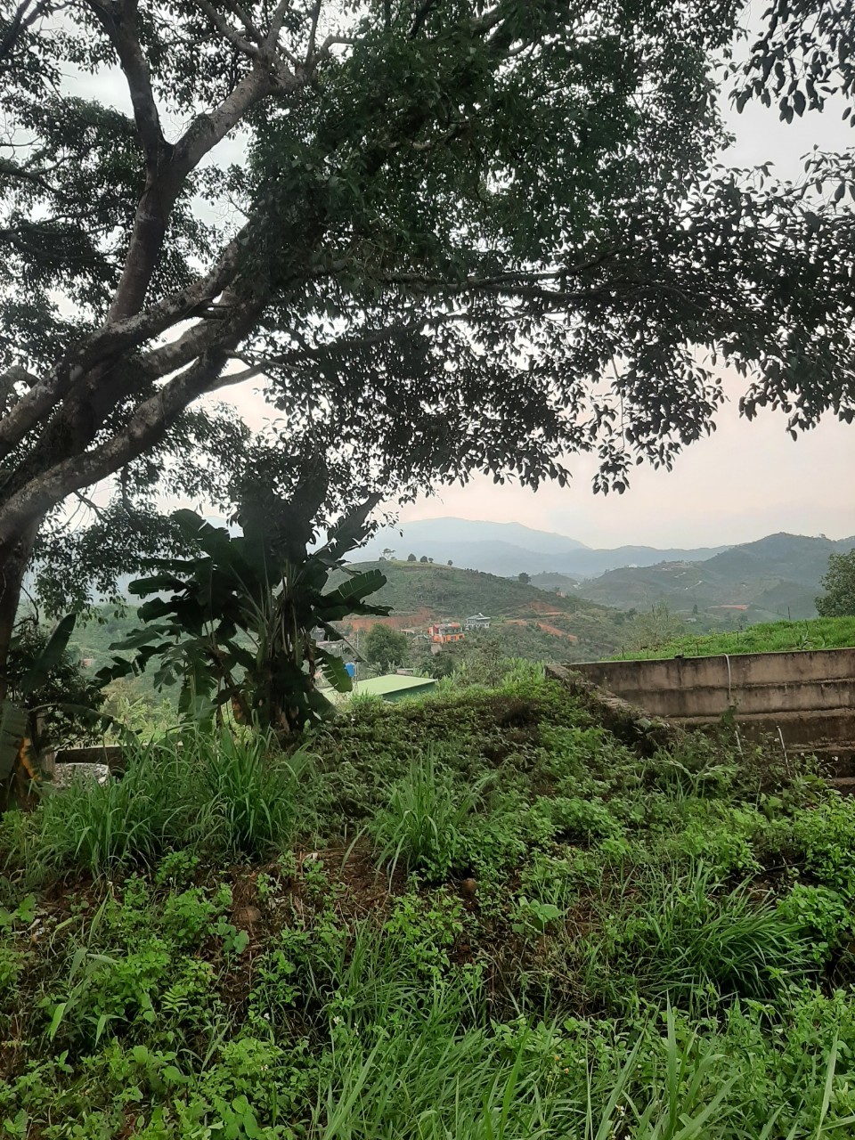 CHÍNH CHỦ BÁN GẤP ĐẤT TẠI BẢO LỘC – LỘC THÀNH – LÂM ĐỒNG – 0984967076 14040925