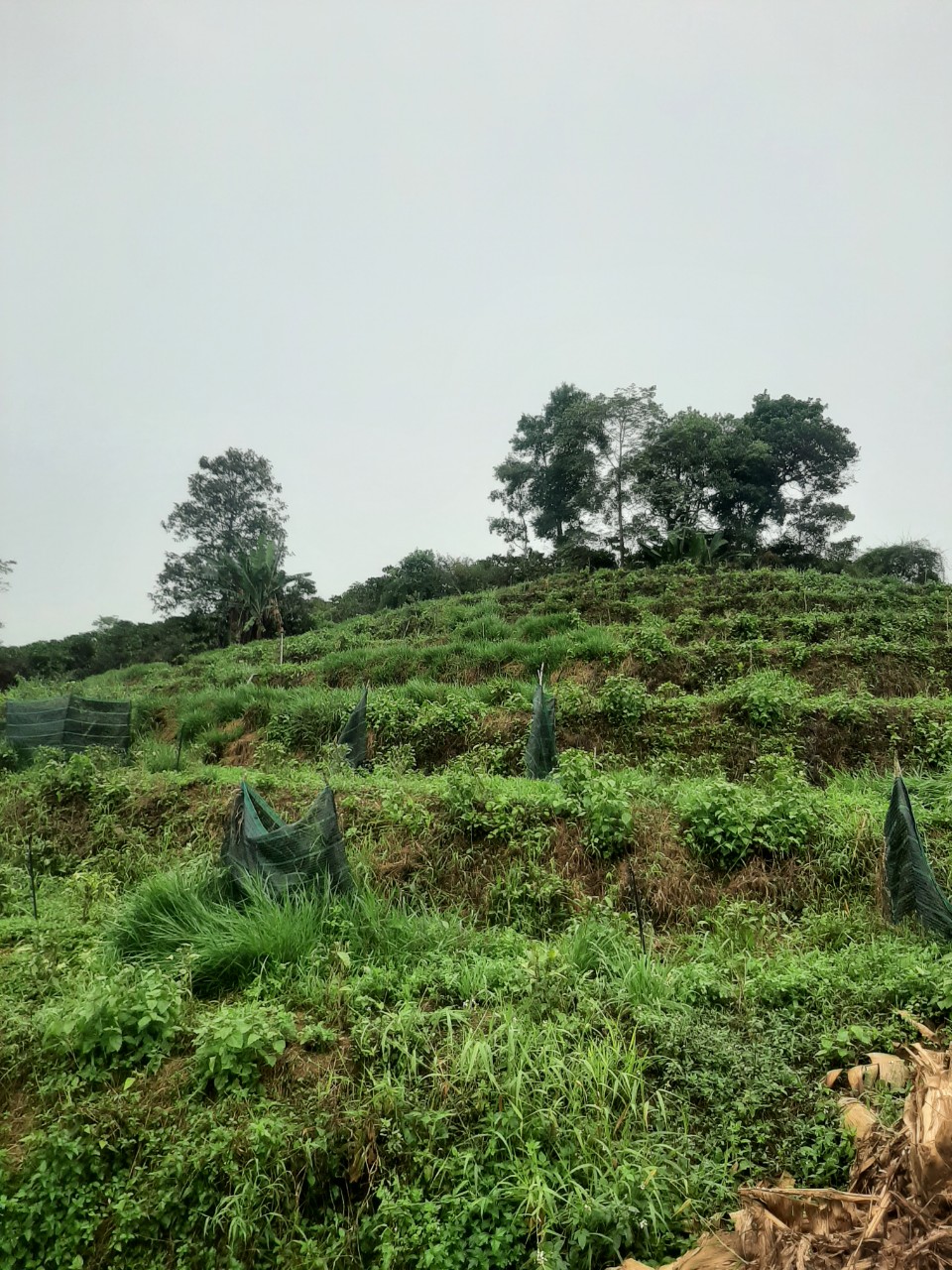 CHÍNH CHỦ BÁN GẤP ĐẤT TẠI BẢO LỘC – LỘC THÀNH – LÂM ĐỒNG – 0984967076 14062193