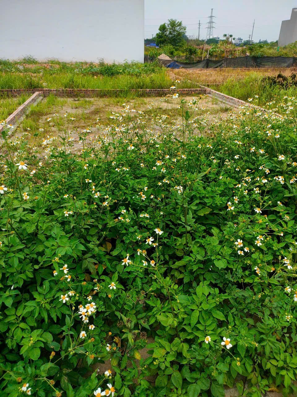 Bán đất DV khu A Yên Nghĩa - Hà Đông. 55,9m2. mặt tiền 5,6m, không lỗi phong thủy, ko tủ điện, cột đèn. 14083003