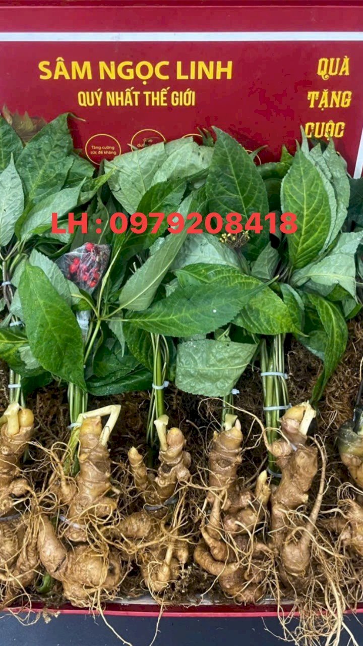 Em Đang Liên Kết Với Nhà Vườn Để Xuất Lô Sâm Trồng Đã Đến Kỳ Thu Hoạch. 14092740