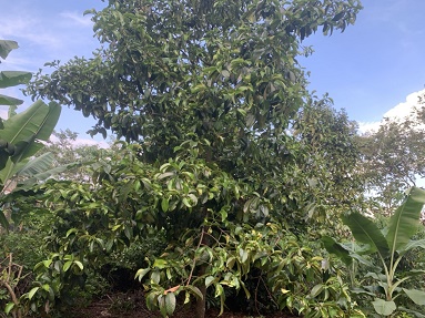 Chính chủ cần bán gấp lô đất tại Bình Lộc - Long Khánh - Đồng Nai 14098347