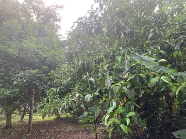 Chính chủ cần bán gấp lô đất tại Bình Lộc - Long Khánh - Đồng Nai 14098347