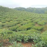 Chính chủ cần bán Lô Đất Thuộc  bản hô bon - xã Phúc khoa - huyện tân uyên - tỉnh lai châu. 14125186
