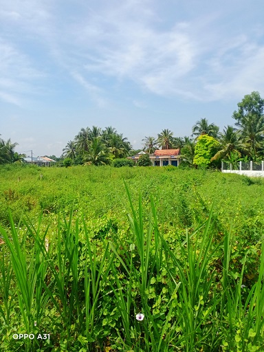 CẦN BÁN LÔ ĐẤT TẠI ẤP THỌ KHƯƠNG-XÃ BÌNH PHÚ-HUYỆN GÒ CÔNG TÂY-TỈNH TIỀN GIANG 14125324