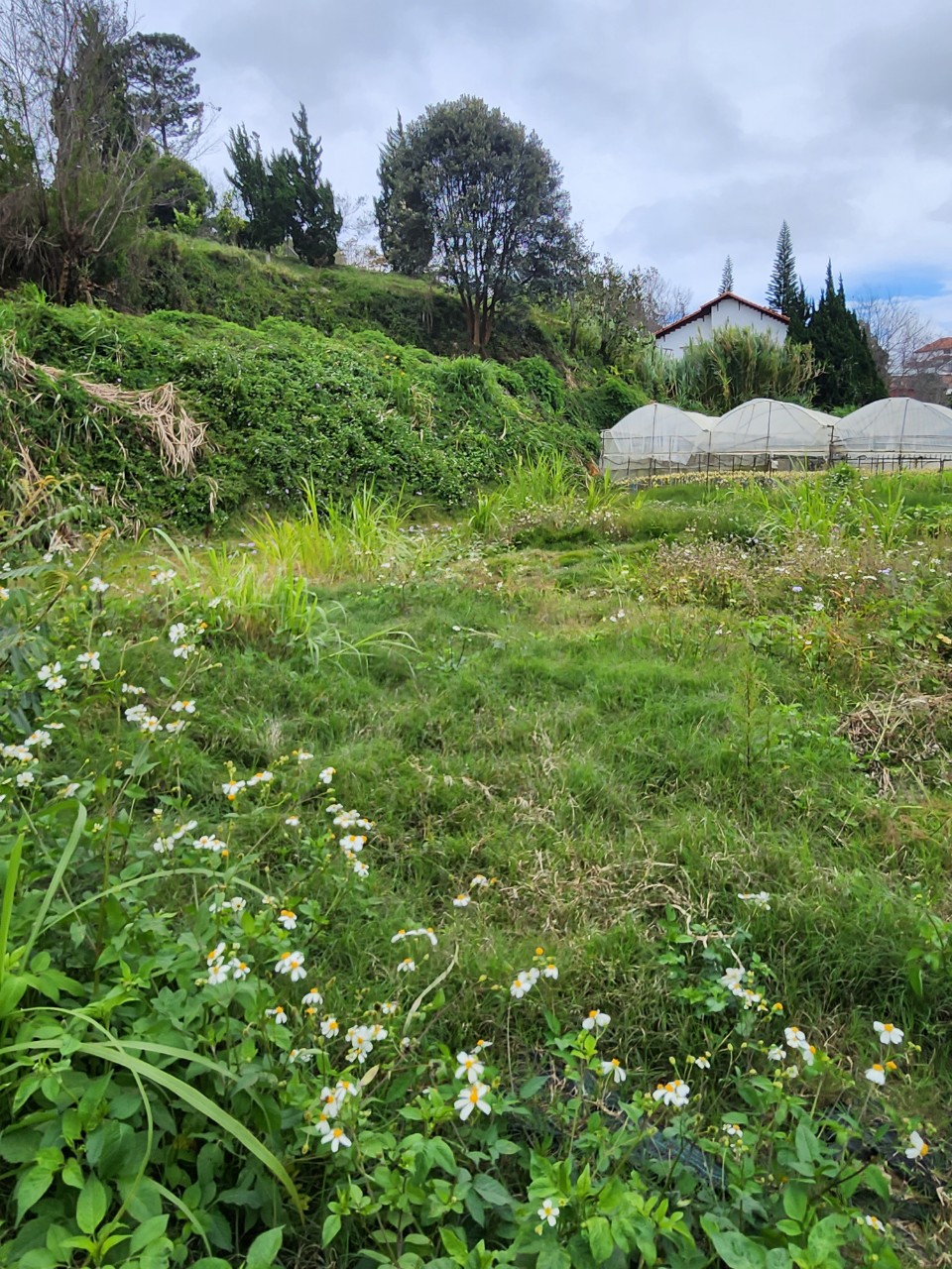 Bán Đất Đà Lạt - HXH View Đẹp 14164108