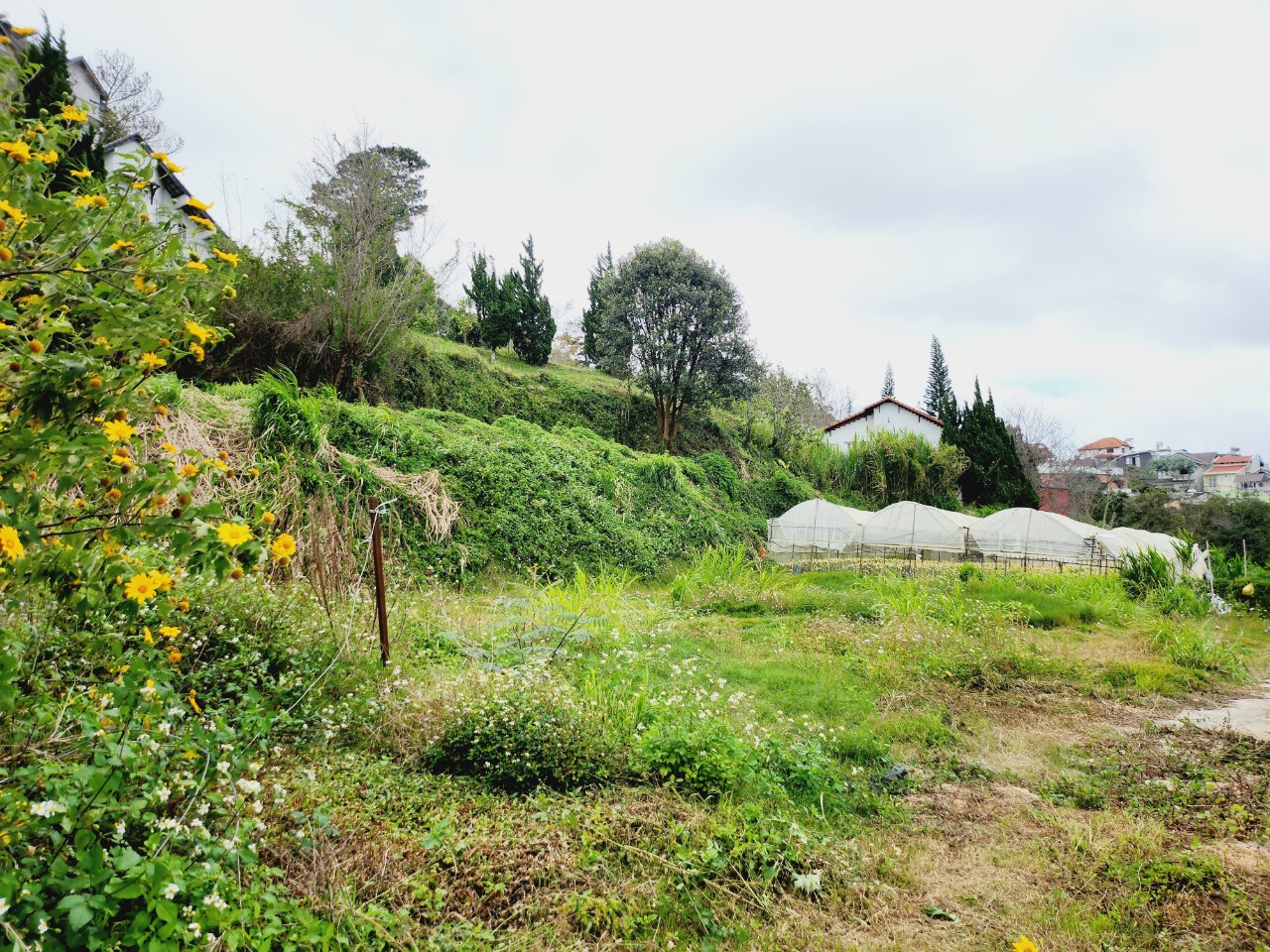 Bán Đất Đà Lạt - HXH View Đẹp 14164108