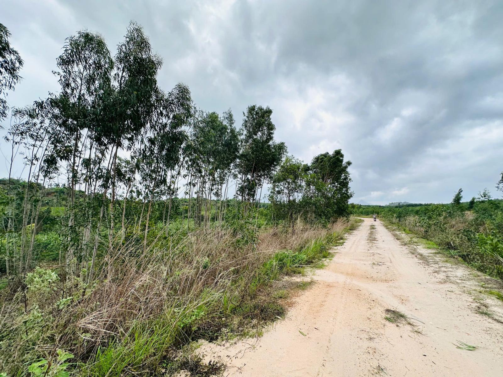 Bán 1 sào đất Tân Bình - LaGi chỉ 700 triệu đường 10m cách 719 chỉ 800m 15975274