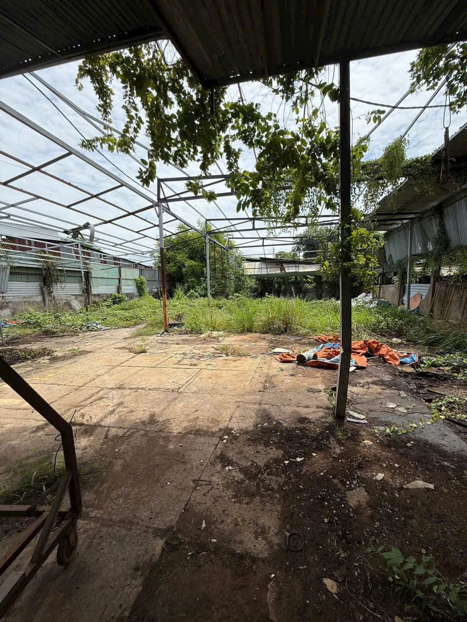 ĐẤT VÀNG TÂN XUÂN – HÓC MÔN - MẶT TIỀN ĐƯỜNG NHỰA – QUY HOẠCH GIÁO DỤC 15975544