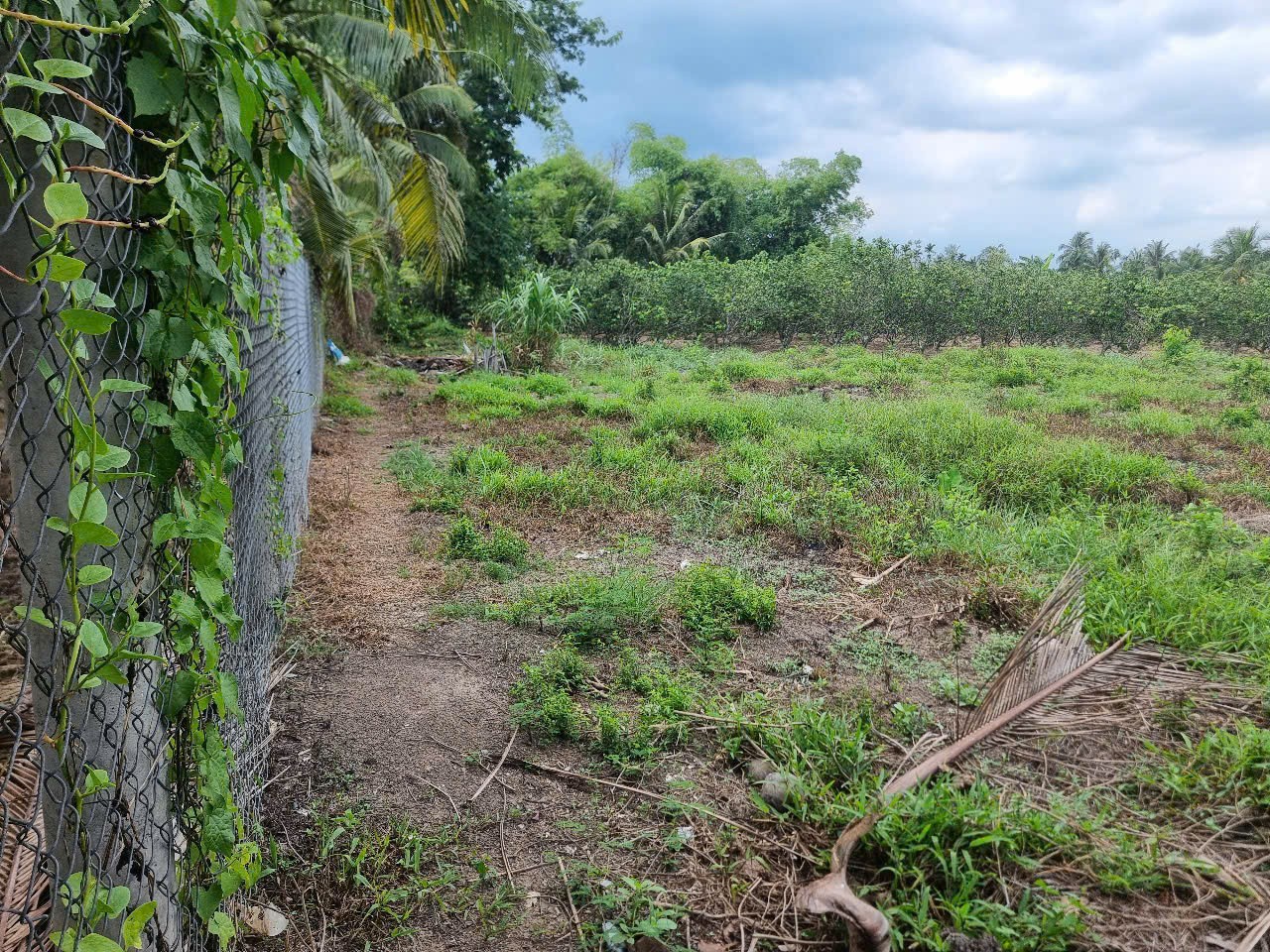 BÁN ĐẤT TẠI Khu phố long hòa a , phường Đạo Thạnh tp mỹ Tho tỉnh Tiền Giang giờ là Đồng Tháp mới. 15975604