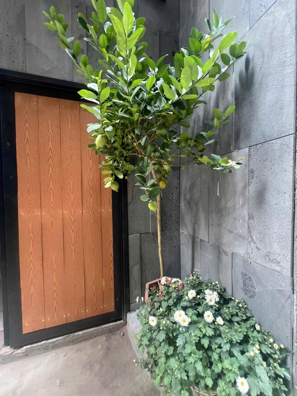 Bán tòa nhà 8 tầng mễ trì dòng tiền khủng 15976023