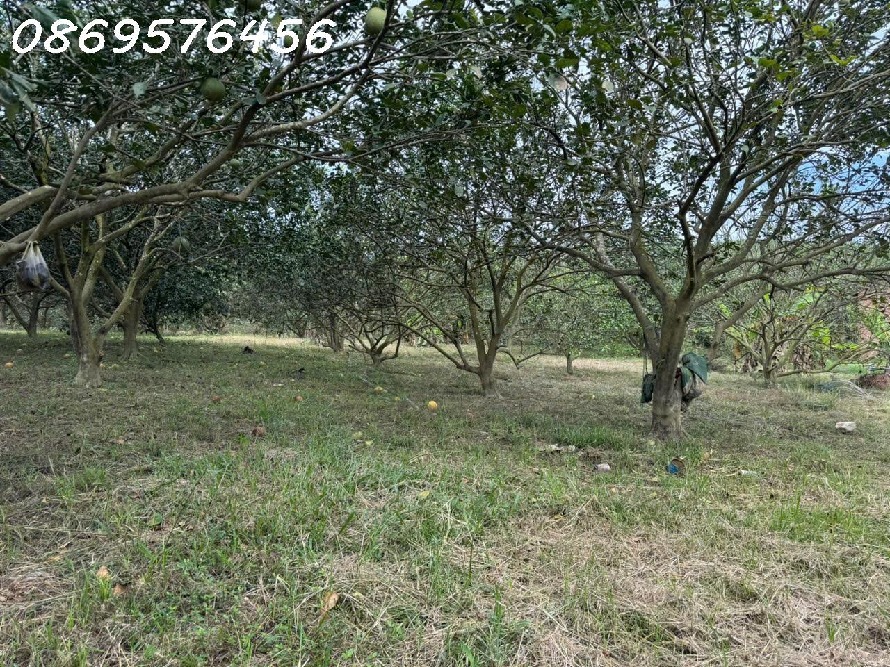 ĐẤT VƯỜN KHÁNH HOÀ CHỈ 150 TRIỆU MÀ SỞ HỮU TỚI 500 MÉT 15976435