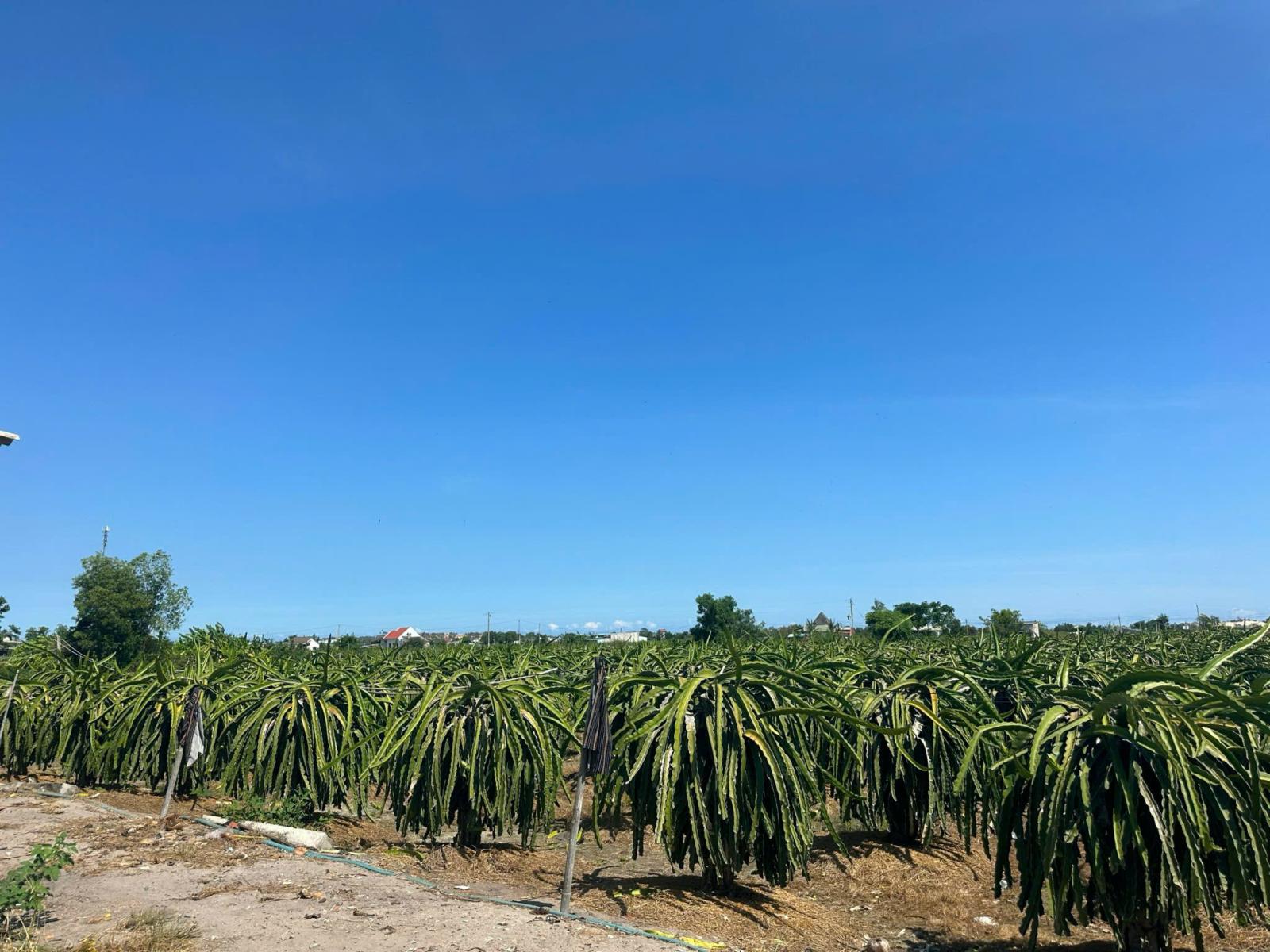 Bán 8.2 sào đất Tân Tiến - LaGi gần biển chỉ 2.4 tỷ có 60m2 ONT Đường ô tô 15976724