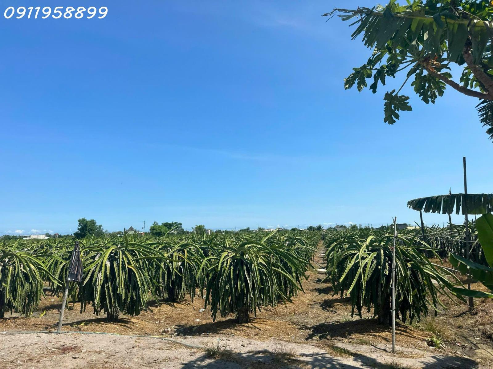 Bán 8.2 sào đất Tân Tiến - LaGi gần biển chỉ 2.4 tỷ có 60m2 ONT Đường ô tô 15976724