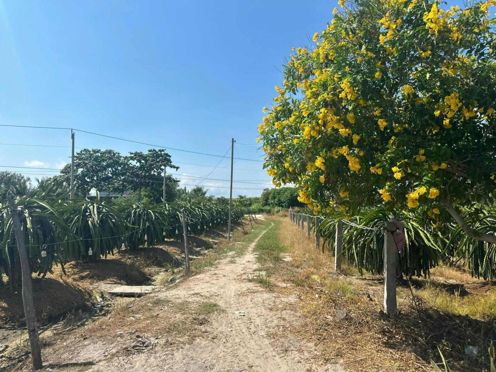 Bán 8.2 sào đất Tân Tiến - LaGi gần biển chỉ 2.4 tỷ có 60m2 ONT Đường ô tô 15976724