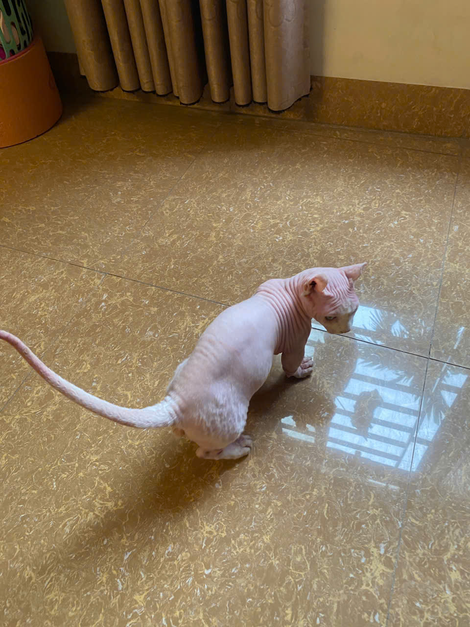 CHÍNH CHỦ CHO THUÊ KHO – LONG BIÊN - DIỆN TÍCH 120M² – TRẦN CAO 6M – Ô TÔ RA VÀO THOẢI MÁI 15977029