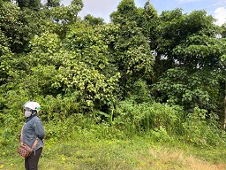 ► BÁN 1.8HA ĐẤT NÔNG NGHIỆP – CÓ SẴN DÒNG TIỀN 500TR/NĂM 15977757