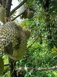 ► BÁN 1.8HA ĐẤT NÔNG NGHIỆP – CÓ SẴN DÒNG TIỀN 500TR/NĂM 15977757