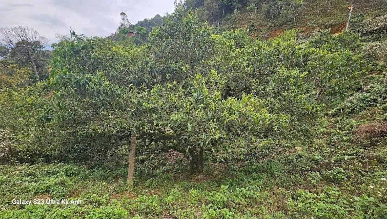 CHÍNH CHỦ CẦN BÁN LÔ ĐẤT TẠI KHU DU DỊCH XÃ TÀ XÙA - HUYỆN BẮC YÊN - TỈNH SƠN LA 15977953