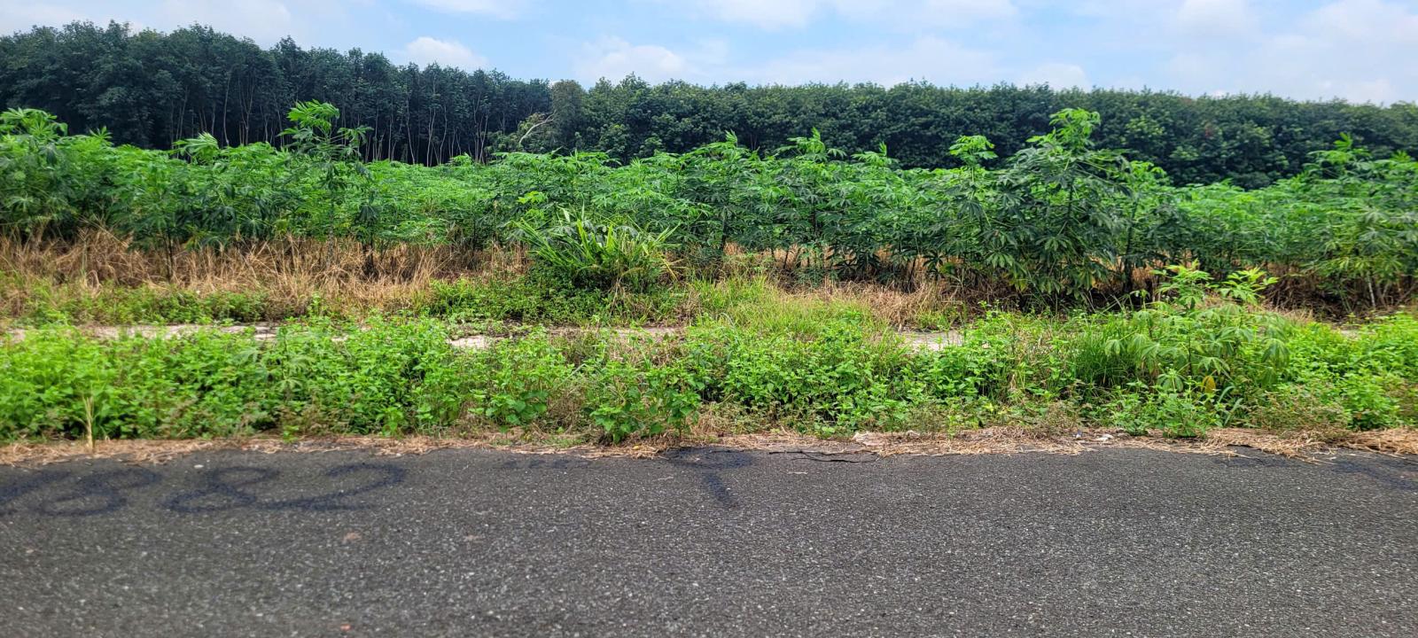 Bán đất Xã Nha Bích mới 600tr/nền bao sổ (Có lẻ hoặc cặp liền kề). 15978578