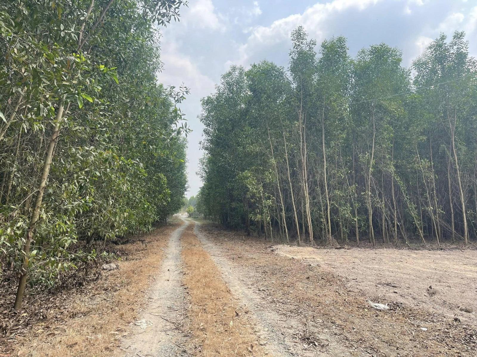 Bán Đất Khu Dân Cư Phước An Nhơn Trạch Giá Rẻ 15978666