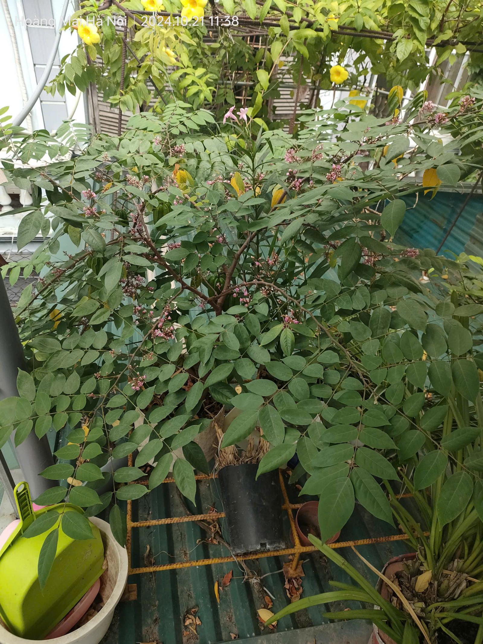 Bán gấp giá rẻ Nguyễn Văn Linh 75m, 3 tầng, mặt tiền 6m, 7.8 tỷ Long Biên. 15978990