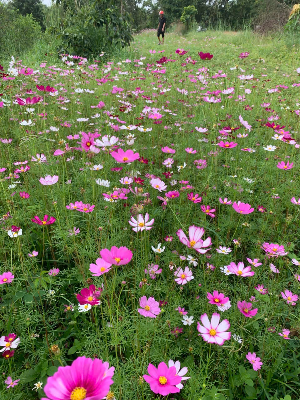 BÁN SIÊU PHẨM ĐẤT ĐẸP - Phù Hợp Cho Mọi Gia Đình 15979203