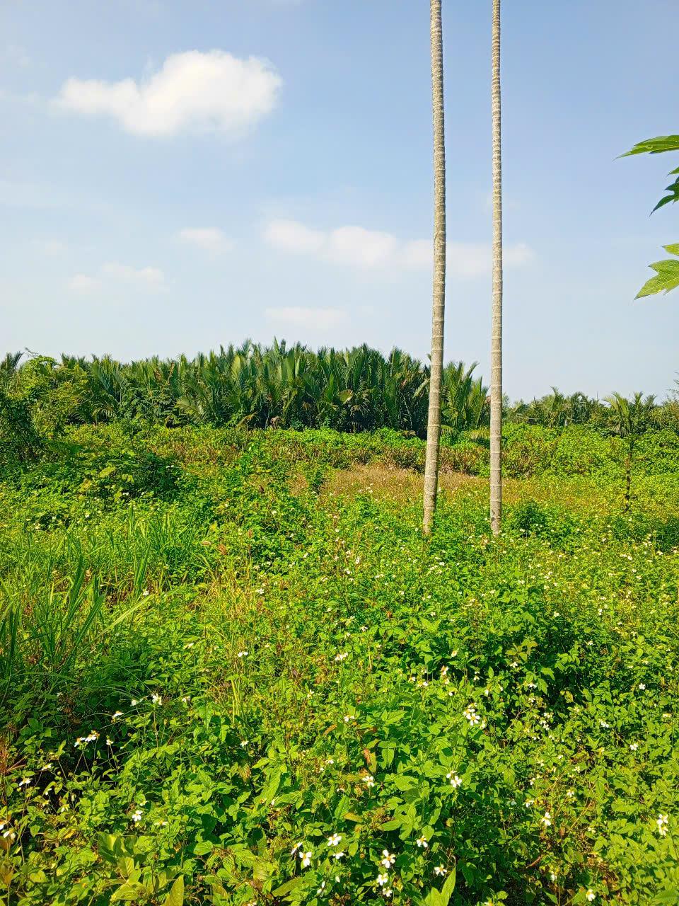 Chủ kẹt tiền cần bán lô đất tại MT đường DX 017 có 1000 m² đất ở., Cẩm Thanh giá 18 tỷ 15979254