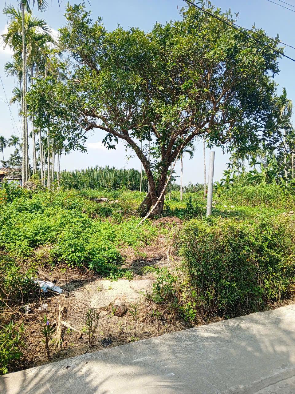 Chủ kẹt tiền cần bán lô đất tại MT đường DX 017 có 1000 m² đất ở., Cẩm Thanh giá 18 tỷ 15979254