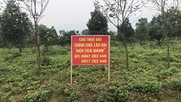 CHO THUÊ 3 LÔ ĐẤT MẶT ĐƯỜNG LIÊN VÙNG – PHÚ THỌ  VỊ TRÍ ĐẸP GẦN KCN 15979536