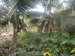 CHÍNH CHỦ CẦN BÁN LÔ ĐẤT CÓ VỊ TRÍ ĐẸP TẠI PHƯỜNG KHÁNH HẬU - TP. TÂN AN - LONG AN. 15979592
