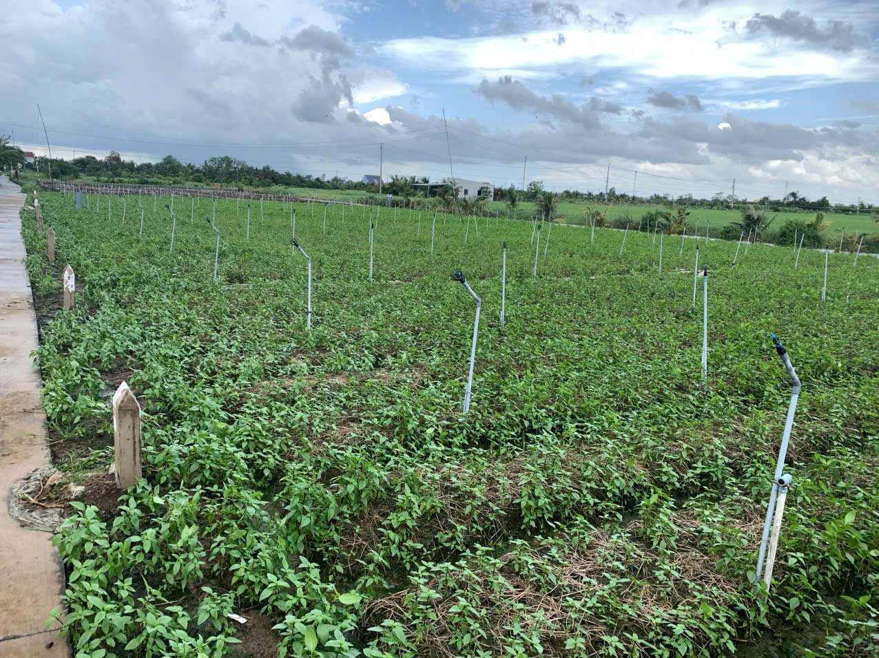 Bán gấp đất nền thổ cư Bà Lẫy Sổ sẵn công chứng ngay 15979782