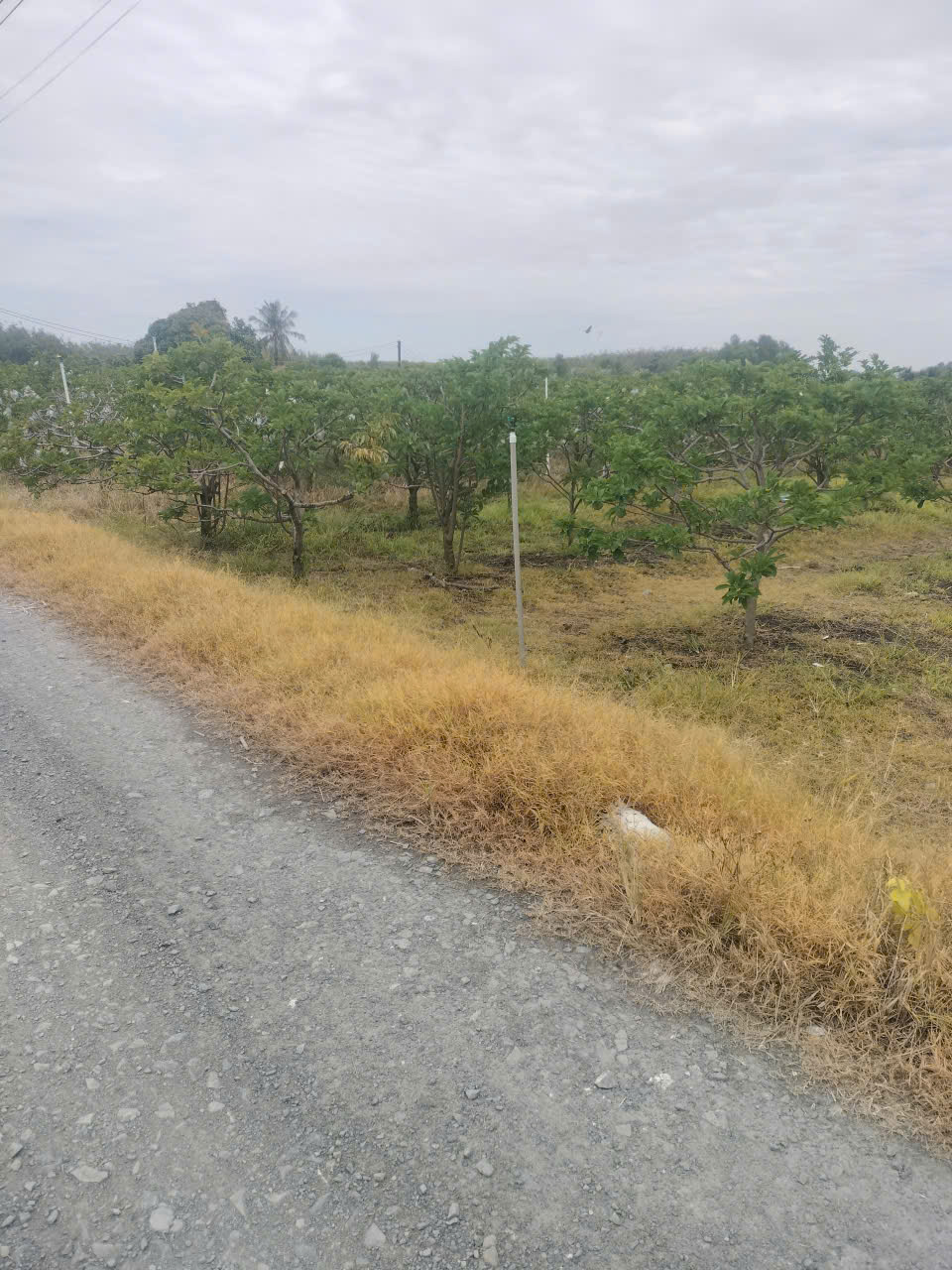 Cần bán đất trong TP Tây Ninh giá 9.6 tỷ 15980583