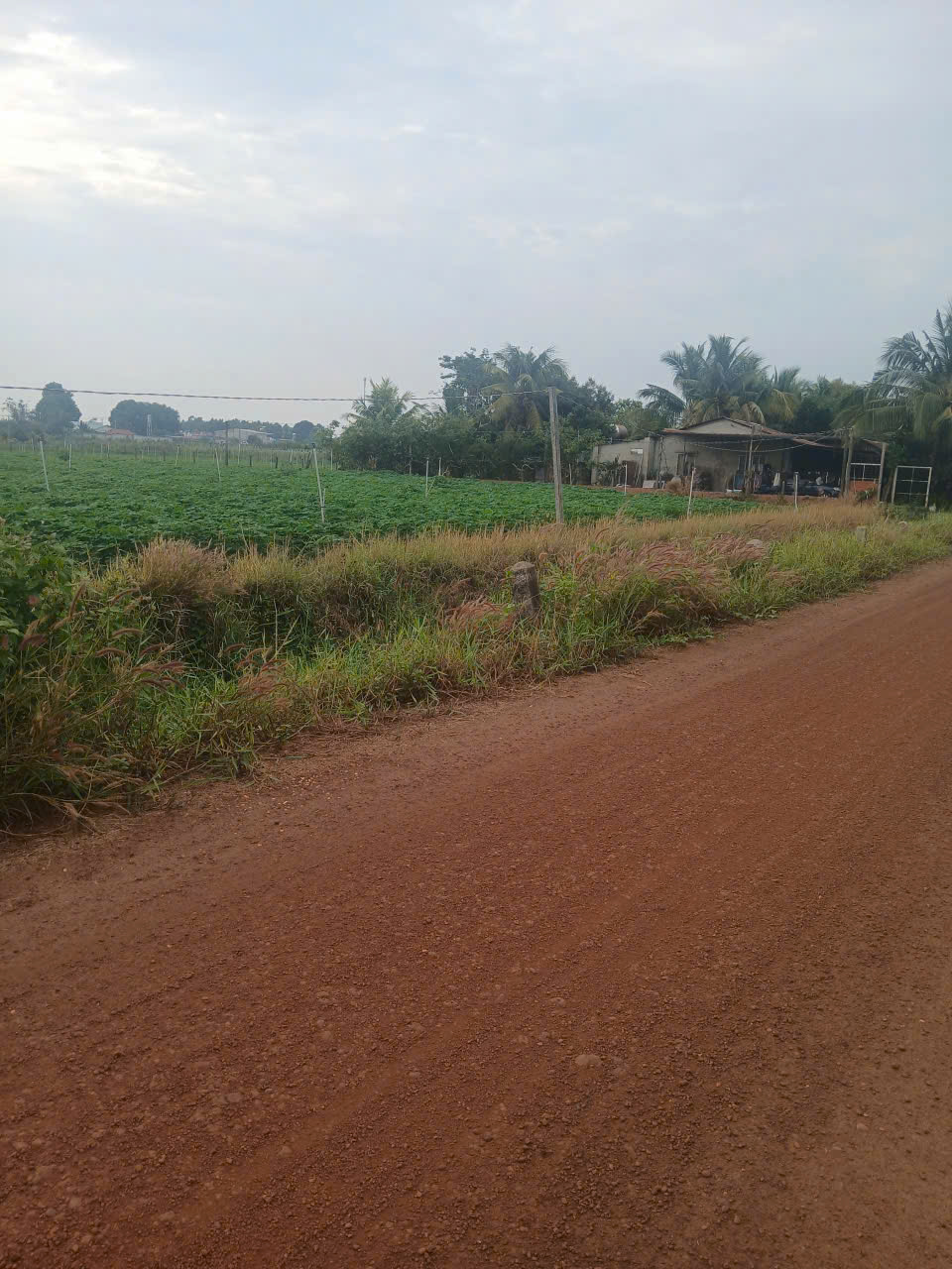 cần tiền thanh lý gấp đất tại Tân ChâuTây Ninh giá chỉ 3.5 tỷ 15981018