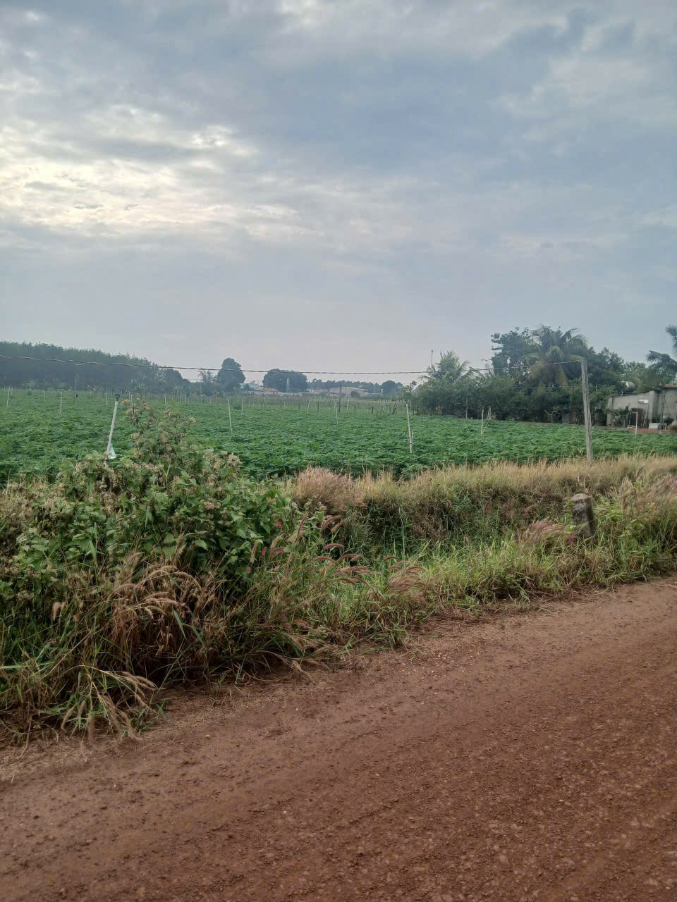 cần tiền thanh lý gấp đất tại Tân ChâuTây Ninh giá chỉ 3.5 tỷ 15981018