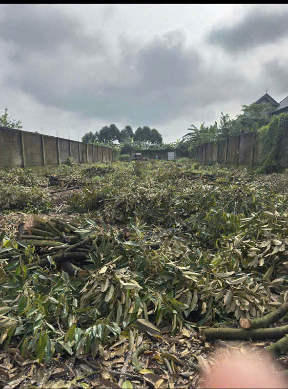 Chính Chủ Bán 300m2 Đất Full Thổ Cư Tại Xã Phú Bình, Huyện Tân Phú, Đồng Nai 15981155