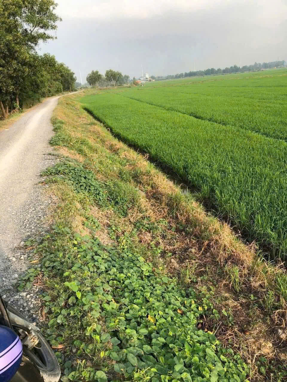 QUỸ ĐẤT LỚN 9.116M² – SÁT VINHOMES 924HA – TÂN THỚI NHÌ, HÓC MÔN 15981265