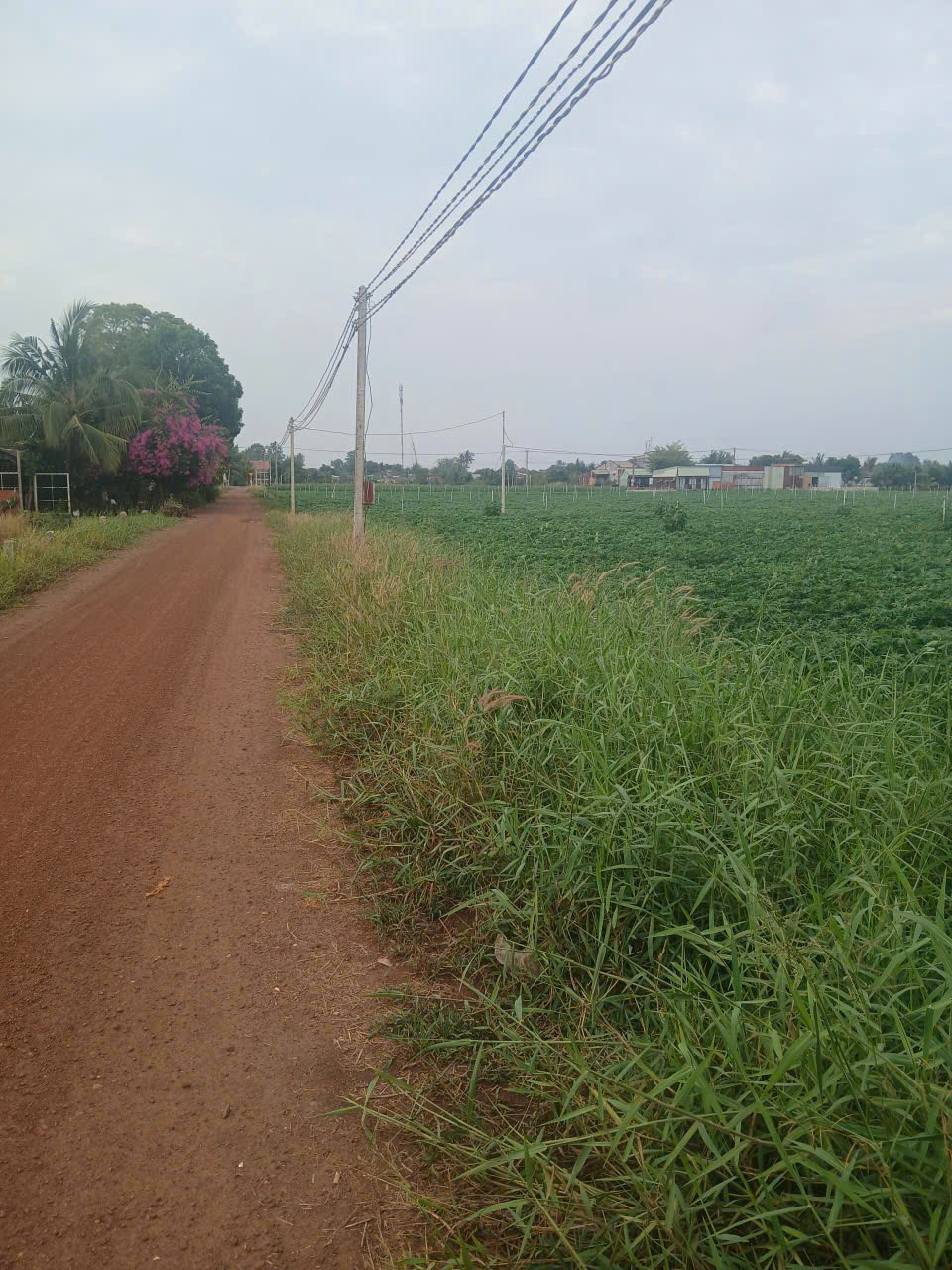 cần tiền thanh lý gấp đất tại Tân ChâuTây Ninh giá chỉ 3.5 tỷ 15981433