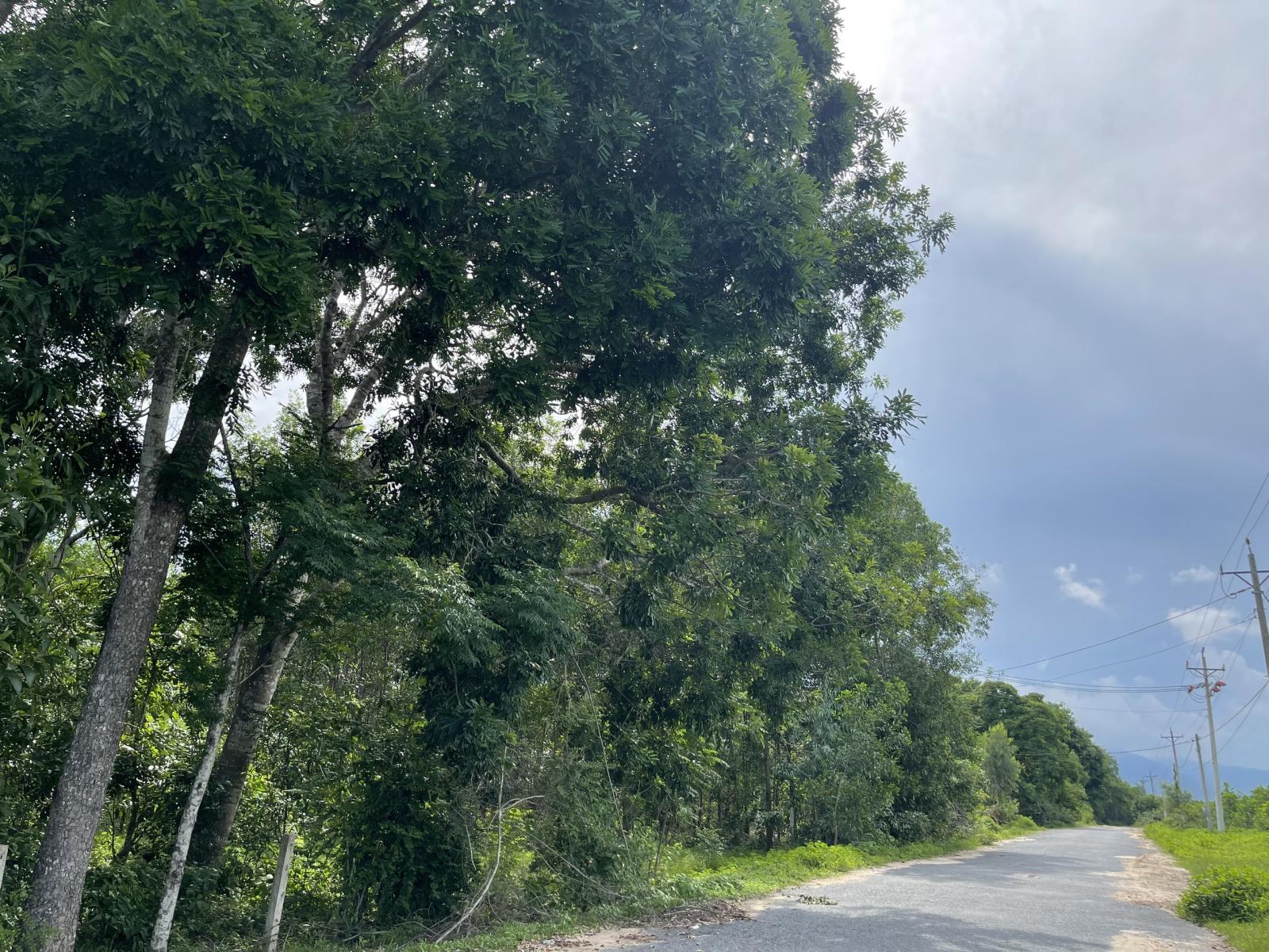 Bán 4987m2 đất mặt tiền Lý Nam Đế, Tân Phước, LaGi giá ngộp 3.6 tỷ 15981947