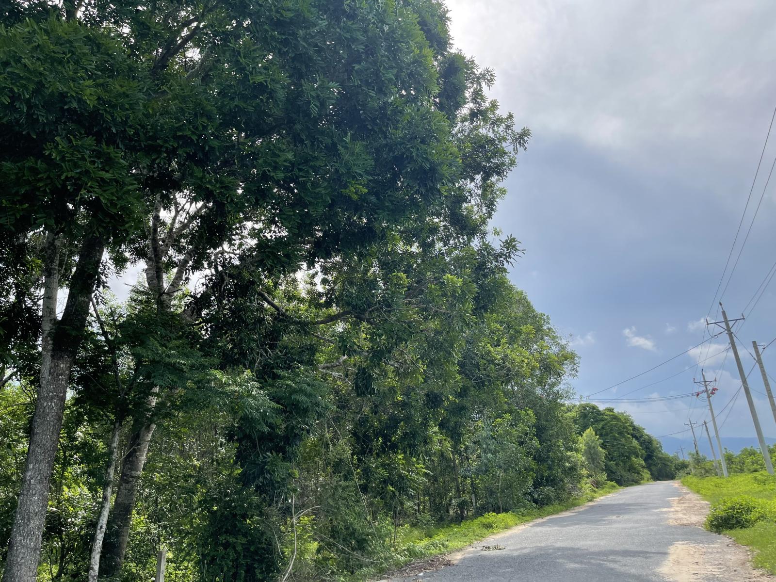 Bán 4987m2 đất mặt tiền Lý Nam Đế, Tân Phước, LaGi giá ngộp 3.6 tỷ 15981947