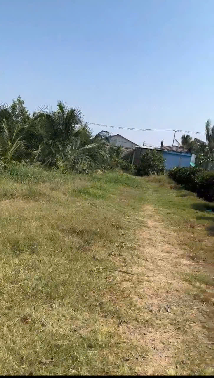 CHÍNH CHỦ Cần Bán 12.000m2 Đất Lúa - 2 MẶT TIỀN Châu Thị Kim, An Vĩnh Ngãi, TP Tân An 15982658